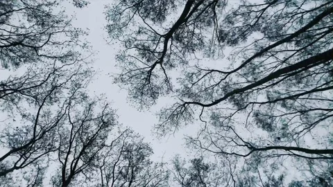 Spinning around the top of some deciduous trees Stock Footage 231308517