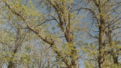 Spinning around tree Video stock 155905760