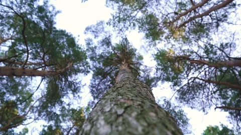 Spinning around trunk in tree canopy in pine tree forest on spring day. Stock Footage 205155696