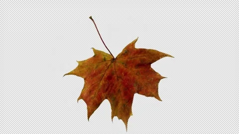 Spinning Autumn Leaf On Transparent Background Stock Footage 319949700