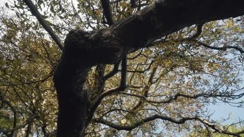 Spinning Beneath a Tree Vídeos de archivo 271544519