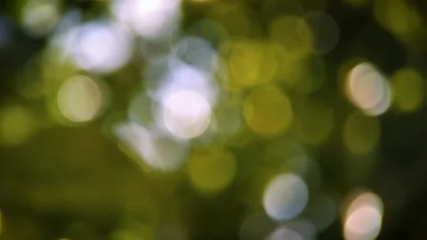 Spinning bokeh of light between tree leaves. Stock Footage 255994618