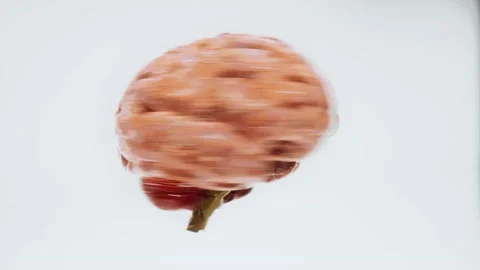 A Spinning brain expands and collapses behind white background Stock Footage 155224187
