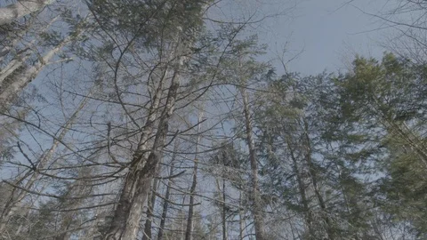 Spinning camera of treetops from below with flare Stock Footage 114179616