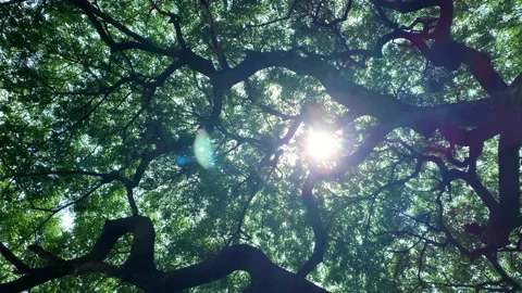 Spinning Camera under the beautiful curve tree wide branches and flare sunlight Video stock 198809876