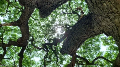 Spinning camera under the tree and tilt down to wide branches of tree Stock Footage 198809879