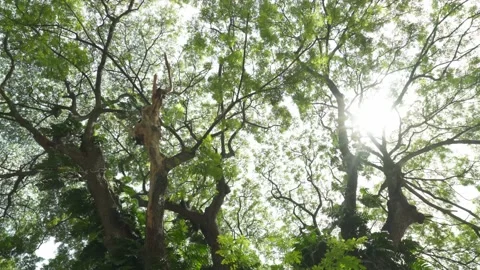 Spinning camera under the tree and tilt down to wide branches of tree Stock Footage 198823093