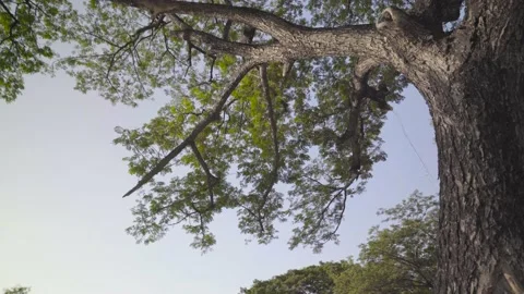 Spinning Cycle Camera Movement  Around Trunk of Tree Stock Footage 153581082