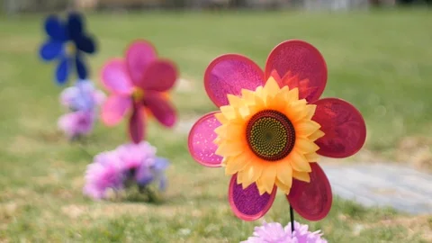 Spinning Daisy Flower Stock Footage 114878400