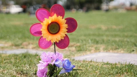 Spinning Daisy Stock Footage 114878519