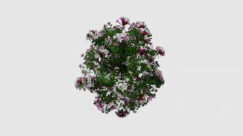 Spinning Daphne (Seamless Loop, with Alpha Channel) Vidéo 332956837