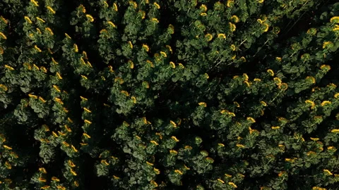 Spinning drone ascent above dense sunflower field, Bukovac, Serbia Stock Footage 313805111