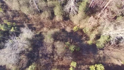 Spinning drone shot forest 스톡 동영상 90130785