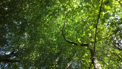 Spinning effect looking up into trees Stock-Footage 317782376