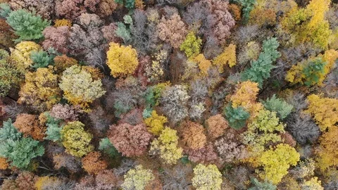 Spinning Fall Foliage Drone Flyover Stock Footage 119498489