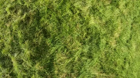 Spinning up from a field of tall green grass Stock Footage