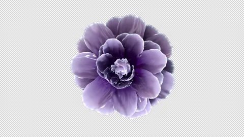 Spinning Flower Video stock 161672850