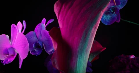 Spinning Flower Stock Footage 337142689