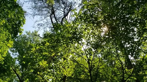 Spinning in the forest 스톡 동영상 89726805