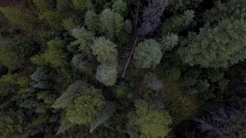 Spinning forest Video stock 100893029