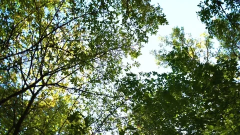 Spinning in the forest with view on top of trees Stock Footage 101075112