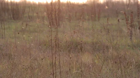 Spinning gnats over the field in the setting sun Stock Footage 57891556