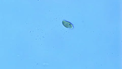Spinning Green Algae under microscope -400x magnification Stock Footage 302709080