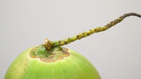 Spinning Green Coconut 360 Loop Isolated on White Background Stock Footage 319910568