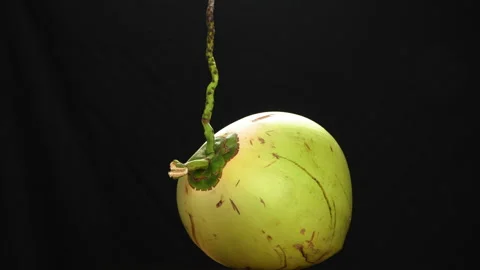 Spinning Green Coconut 360 Loop Isolated on Black Background Stock Footage 319945093