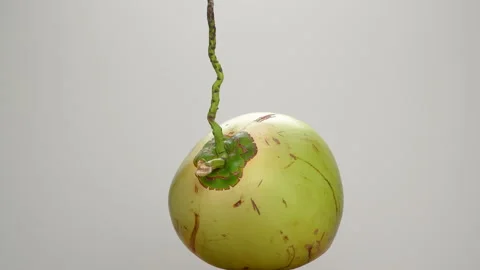 Spinning Green Coconut 360 Loop Isolated on White Background Stock Footage 319946539