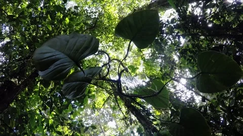 Spinning ground view lookingh up at a hanging tropical plant Stock Footage 219660960