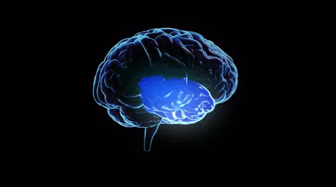 Spinning human brain with zones lighting up. Loopable. Science. Stock Footage 54855385