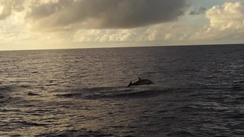 Spinning Jumping Spinner Dolphins at Dusk - Slow Motion Vidéo 332767349