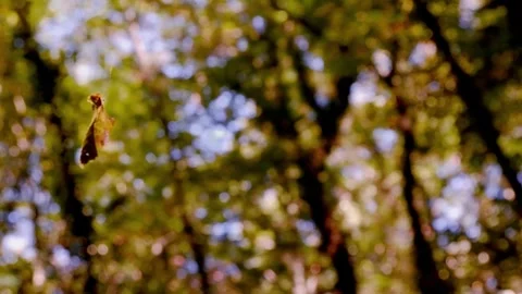 Spinning Leaf Stock Footage 290132704