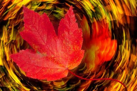 Spinning Leaf Stock Photos