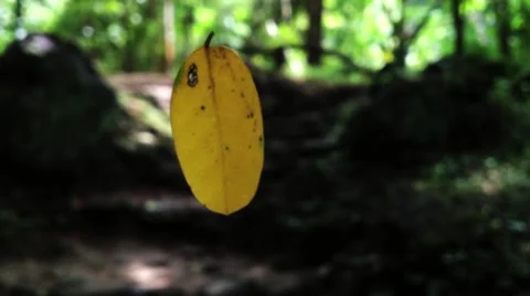 Spinning Leaf In The Wind. Video stock 57634507