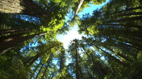 Spinning Looking Up in Forest Stock Footage 65405974