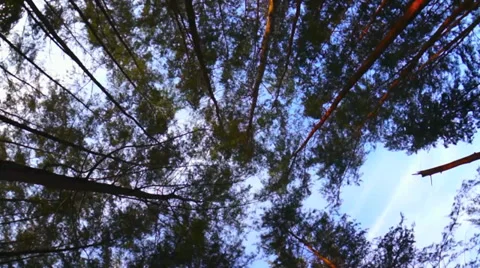 Spinning low angle looking up through forest canopy at trees and sky Stock Footage 39364752