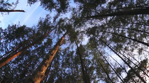 Spinning low angle looking up through forest canopy at trees and sky Stock Footage 39364763