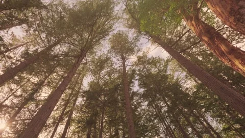 Spinning low angle shot of forest canopy with Arbutus trees Vidéo 331728252