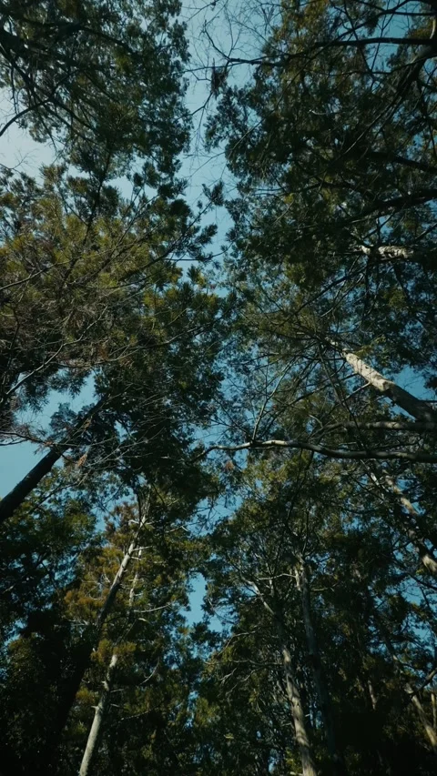 Spinning low angle shot looking up at tall forest trees Stock Footage 346270082