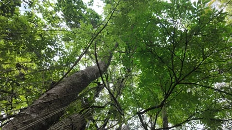 Spinning low angle view of Dense natural forest trees with hanging roots Stock Footage 291647942