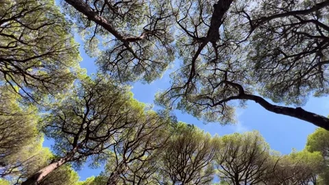 Spinning low-angle view of green pine tree crowns from the ground level. Stock Footage 345275387
