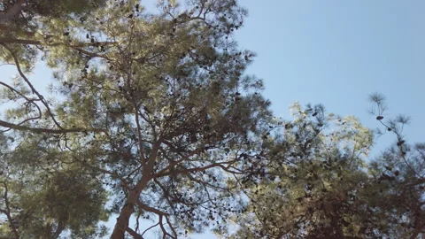 Spinning Low Angle View of Pine Tree Canopy in Camlik Park Stock Footage 348683699
