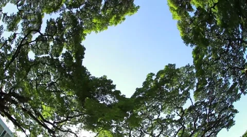 Spinning Lush Canopy 스톡 동영상 62696672