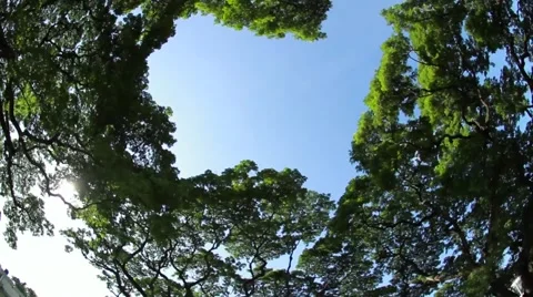 Spinning Lush Canopy  스톡 동영상 62696759