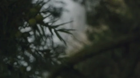 Spinning macro shot of a evergreen tree on a foggy fall day. Shallow depth Stock Footage 120619353