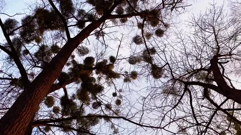 Spinning motion under trees Stock Footage 152296169