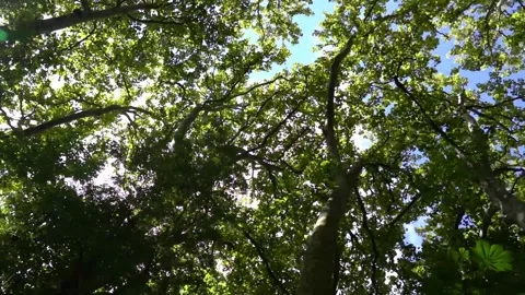 Spinning movement of view of relaxing Natural forest at the park Stock Footage 142655133