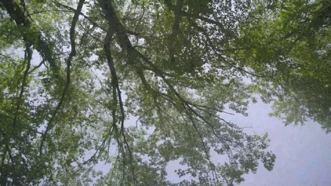 Spinning, Moving Shot Looking up at Trees and Powerlines about Road Sunny Day Stock Footage 129458243